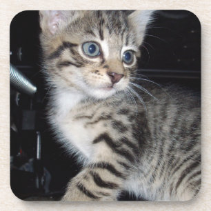 Mischievous Tabby Kitten, Coaster