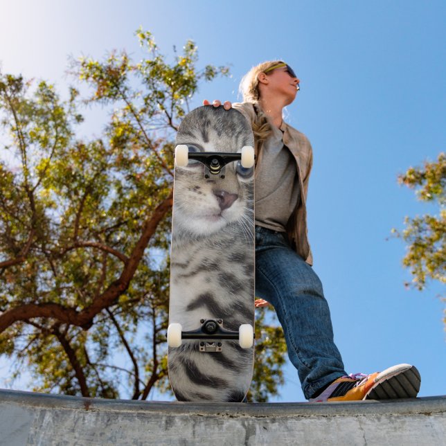 Mischievous Tabby Kitten, Skateboard (Outdoor 1)