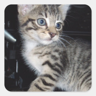 Mischievous Tabby Kitten, Square Sticker
