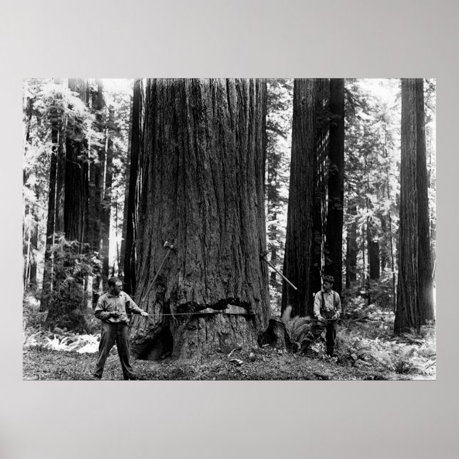 MISERY WHIPPING a SEQUOIA c. 1900 Poster (Front)