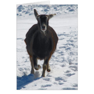 Misha Avoir une chèvre amusante courir dans la nei