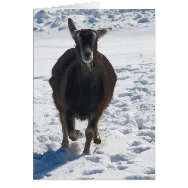 Misha Having Fun Goat Running in Snow (Front)