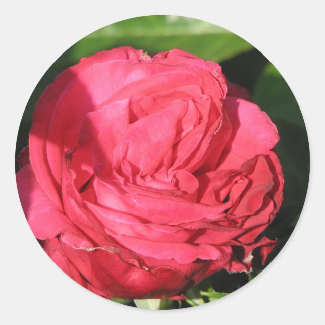 Miss All-American Beauty Hybrid Tea Rose 097 Classic Round Sticker (Front)
