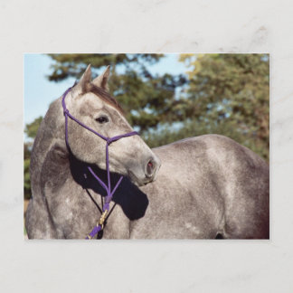 Miss Peppy Shu Postcard