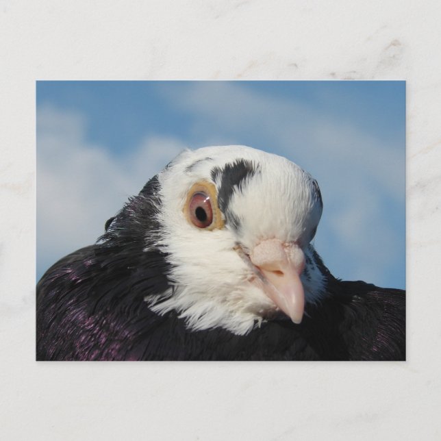 Miss Pigeon Postcard (Front)