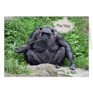 Miss You Chimpanzé