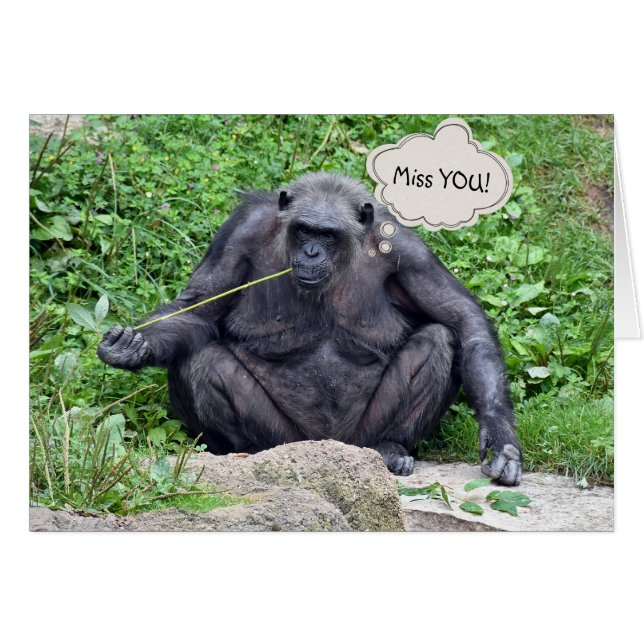 Miss You Chimpanzé (Devant horizontal)