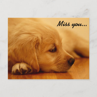 Miss you! Golden Retriever Puppy Postcard