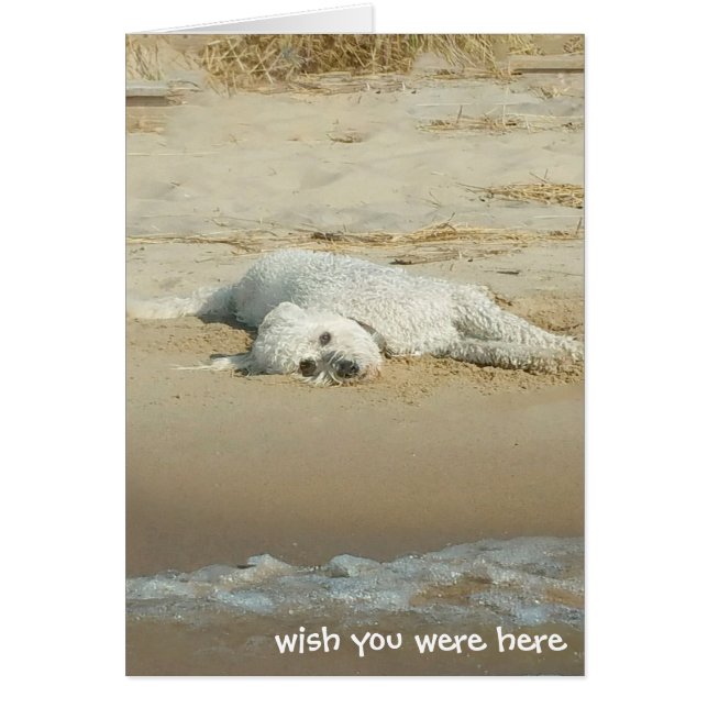 Miss You-goldendoodle laying on beach (Front)