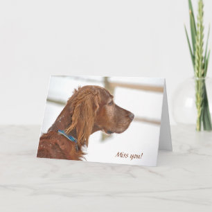 Miss You-Irish Setter in snow Card