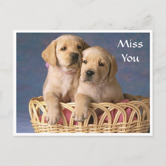 Miss  You Labrador Retriever Puppy  Post Card (Front)