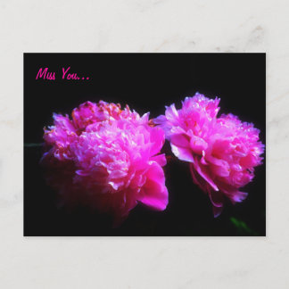 Miss you peony Postcard