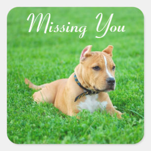 Miss You Pitbull Puppy Dog Greeting Stickers