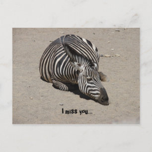 Miss You Zebra Postcard