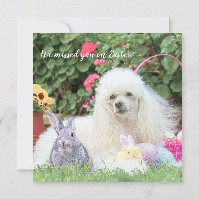 Misse you on Easter pooddog carte plat (Devant)