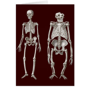 Missing Link - Skeletons of Man and Ape