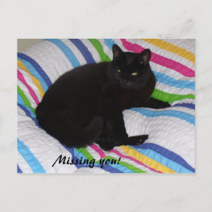 Missing You - Black Cat Postcard