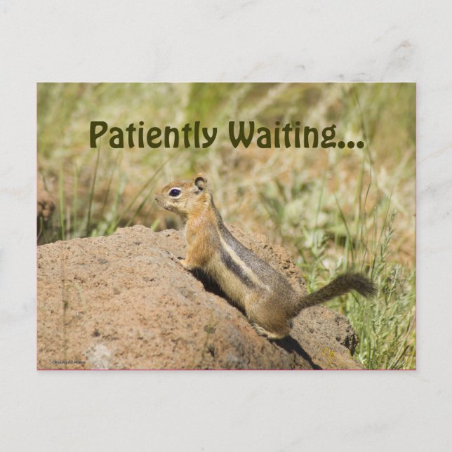Missing You Cute Chipmunk On A Rock Photo Custom Postcard (Front)