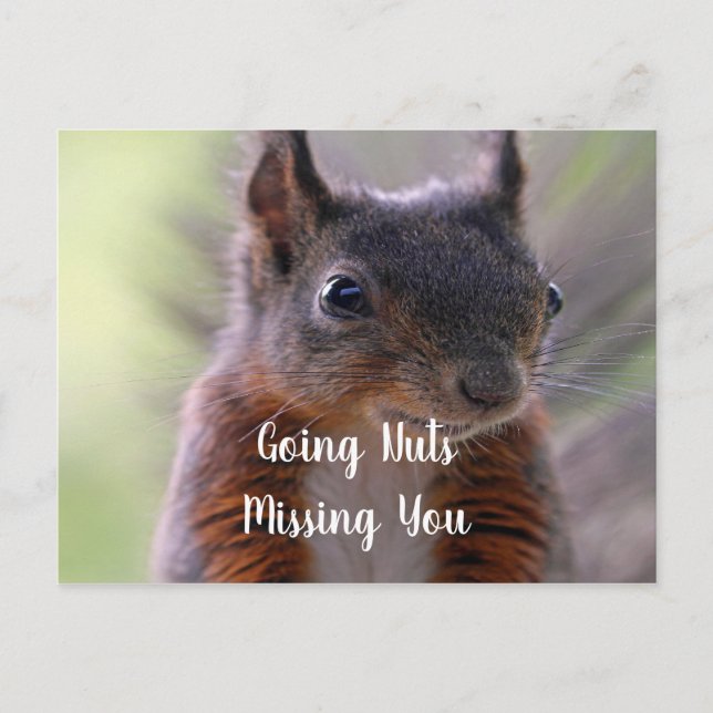 Missing You nutty Squirrel Postcard (Front)