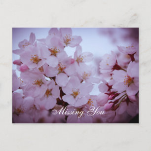 Missing you on cherry blossoms post card