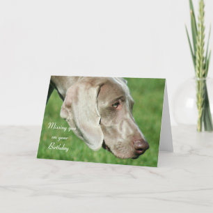 Missing you on your Birthday Weimaraner Card