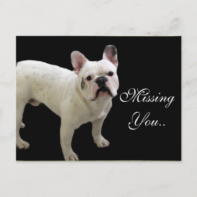 MIssing You White French Bulldog carte postale (Devant)