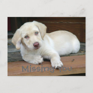Missing You Yellow Labrador Retriever Postcard