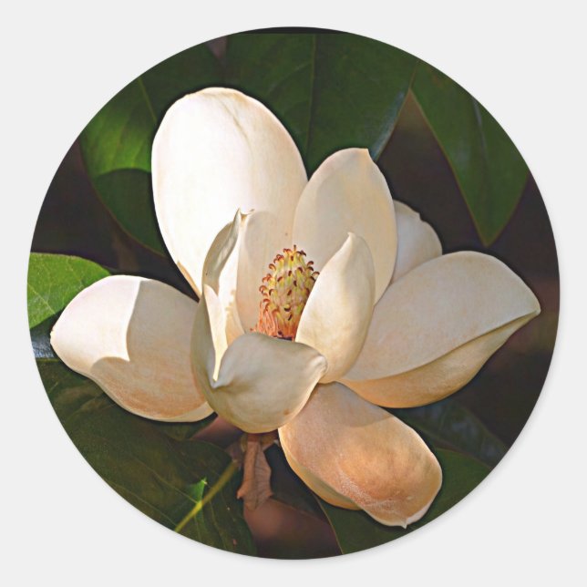 Mississippi Magnolia Classic Round Sticker (Front)