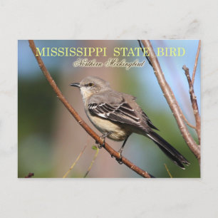 Mississippi State Bird - Northern Mockingbird Postcard