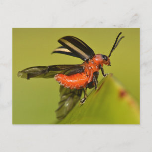 Missouri Beetle Unfurling Its Wings. Postcard
