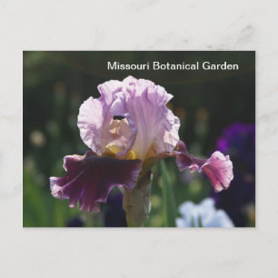 Missouri Botanical Garden-Iris Postcard