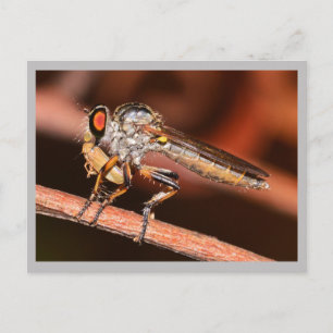 Missouri Damselfly. Postcard