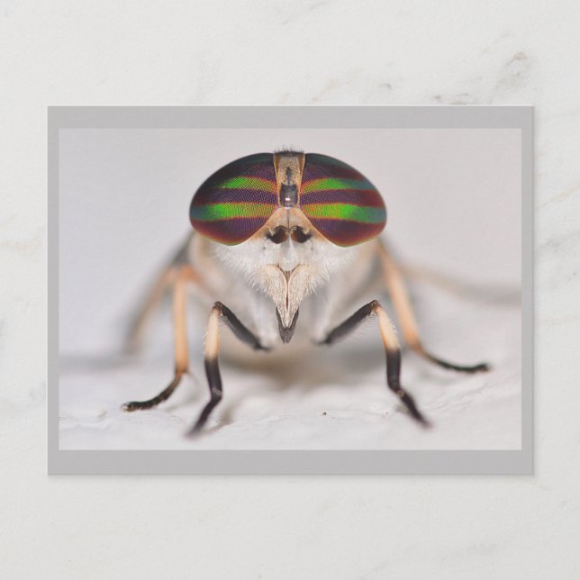 Missouri Horse Fly. Postcard (Front)