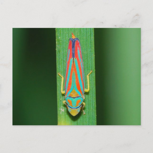 Missouri Leaf Hopper. Postcard (Front)