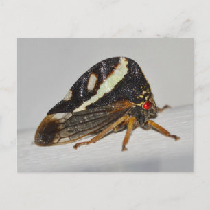 Missouri plant hopper. postcard