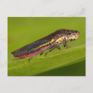 Missouri Plant Hopper. Postcard