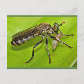 Missouri Robber fly. Postcard