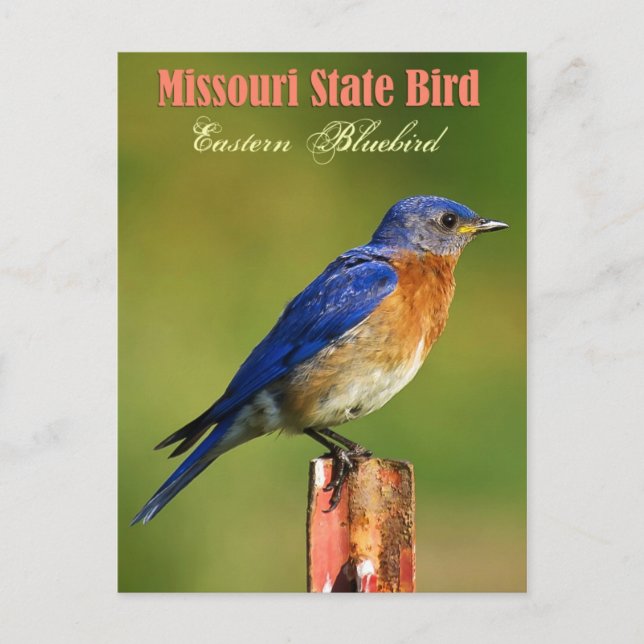 Missouri State Bird - Eastern Bluebird Postcard (Front)