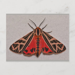 Missouri Tiger Moth. Postcard
