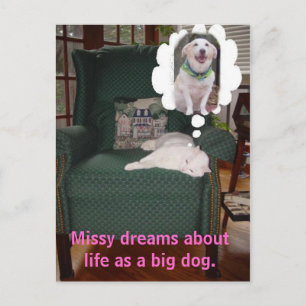 Missy dreams about life as a big dog. postcard
