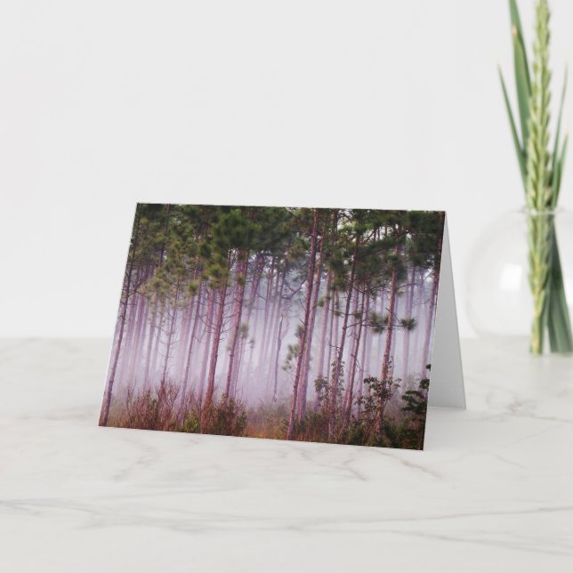 Mist among pine trees at sunrise, Everglades Card (Front)
