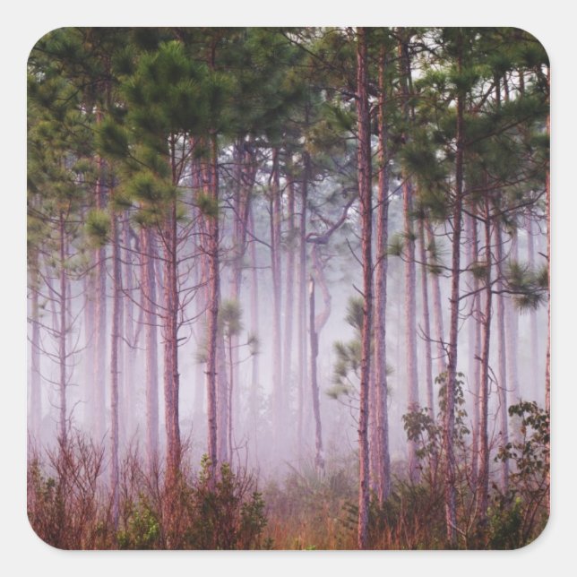 Mist among pine trees at sunrise, Everglades Square Sticker (Front)