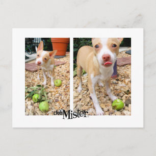 Mister Likes Them Apples! Postcard