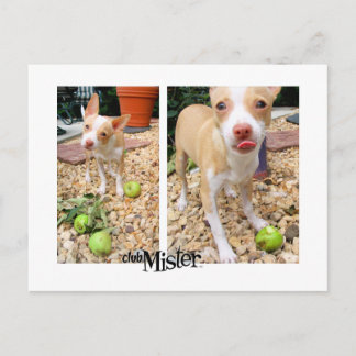 Mister Likes Them Apples! Postcard