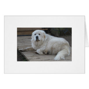 Mister Moose, 175 Pounds And All Dog