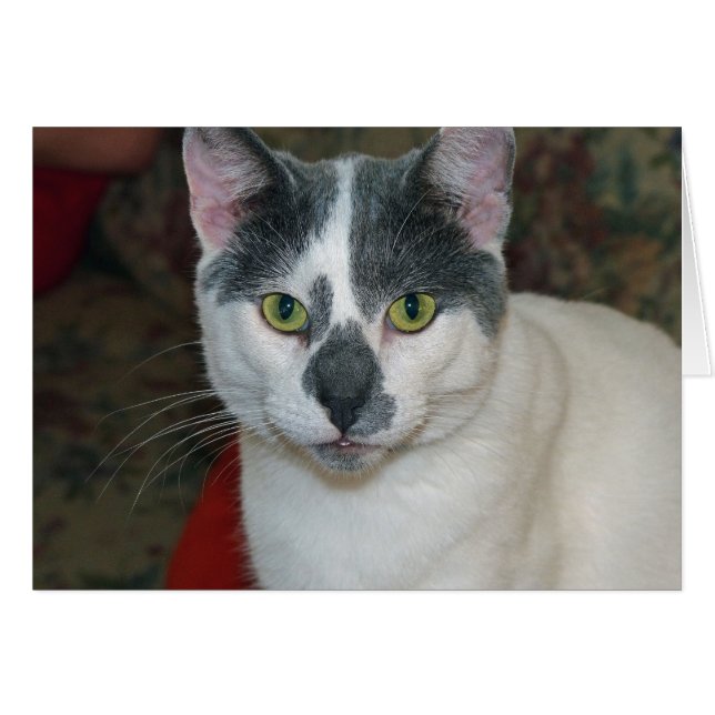 Mister Pants (Devant horizontal)