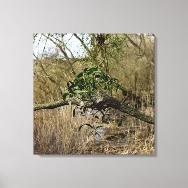 Mistletoe Canvas Print (Front)