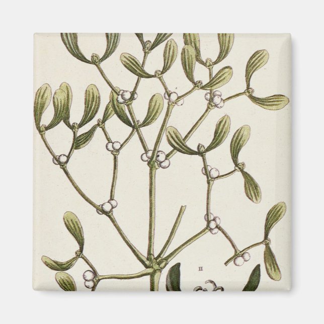 Mistletoe from 'A Curious Herbal', 1782 Magnet (Front)
