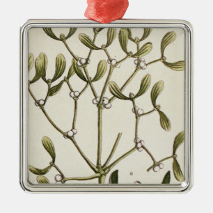 Mistletoe from 'A Curious Herbal', 1782 Metal Ornament