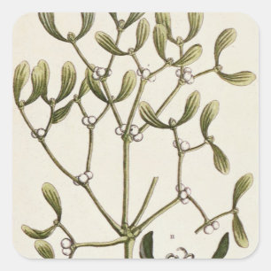 Mistletoe from 'A Curious Herbal', 1782 Square Sticker